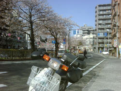 cub_sakura1004.jpg