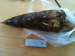 20110420takenoko.JPG