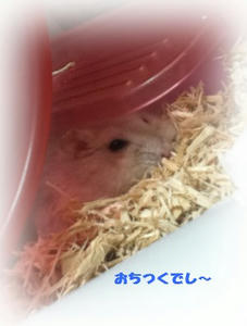 おちつくでし～