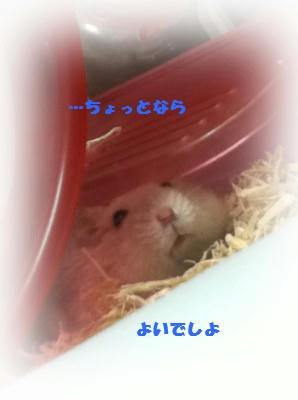 …ちょっとなら　いいでしよ