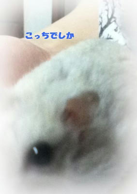 こっちでしか