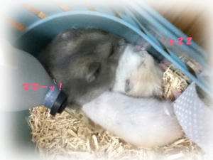 ママ―！