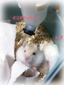 どこでちゅか？