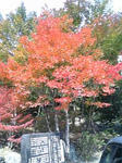 momiji.jpg