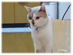 kinoko_kakou_004