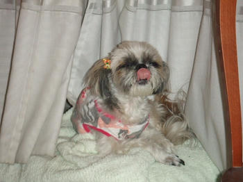 2008_0523kumie5a30028.JPG