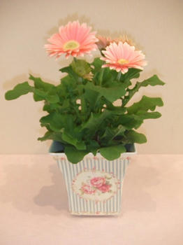 2008_0507kumie5a30049.JPG