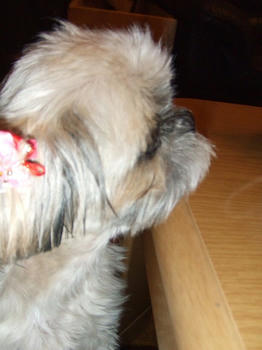 2008_0712kumie5a30142.JPG