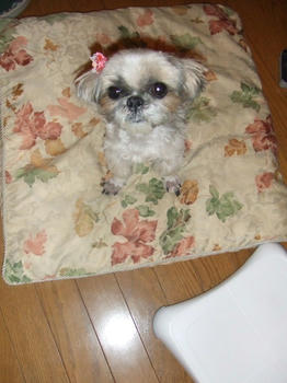 2008_0712kumie5a30036.JPG