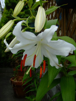 2008_0721kumie5a30033.JPG