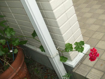 2008_0721kumie5a30029.JPG