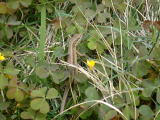 2007_0527kumie503031.jpg