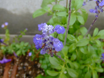 2008_0813kumie5a30018.JPG