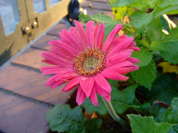 2008_0904kumie5a30002.JPG