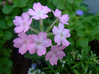 2008_0904kumie5a30013.JPG