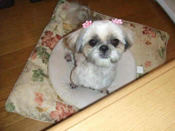 2008_0907kumie5a30008.JPG