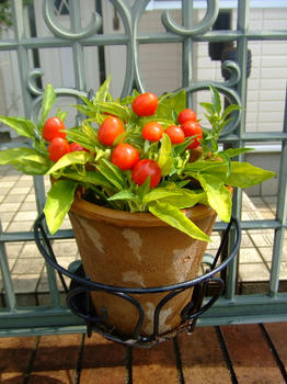 2008_0925kumie5a30005.JPG
