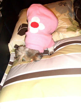 2008_1203kumie5a30020.JPG