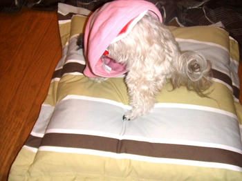 2008_1203kumie5a30017.JPG