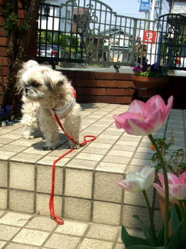 2009_0416kumie5a30056.JPG