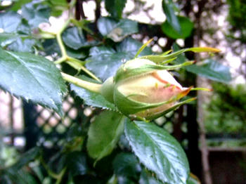 2009_0505kumie5a30005.JPG
