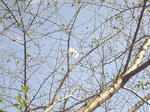 十月の桜
