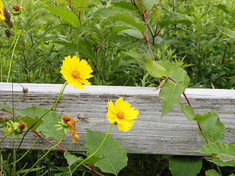 お花