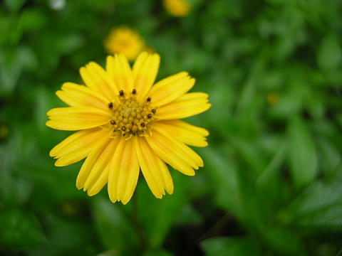 道端の花