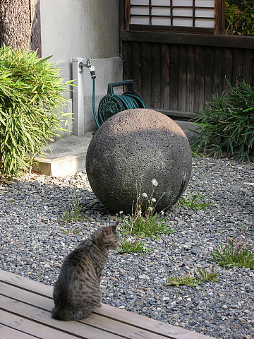 まる石とねこちゃん