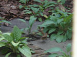 DSC06600.JPG