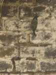 DSC07033.JPG