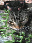IMG_1688new.jpg