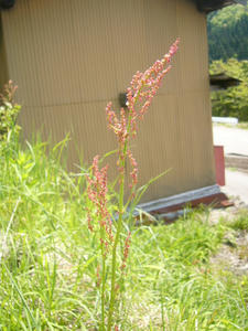 P1000521.JPG