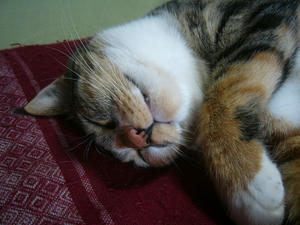 P1000680.JPG