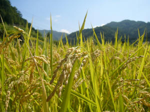 P1000693.JPG