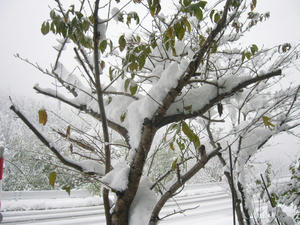 P1000730.JPG