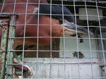 PICT0011.jpg
