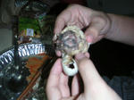 PICT0008.JPG