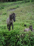 pict0031.jpg