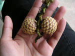 pict0036.jpg