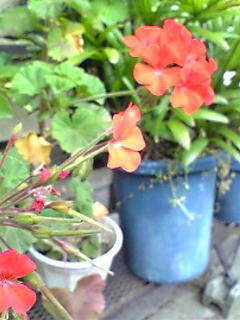 Image009.jpg