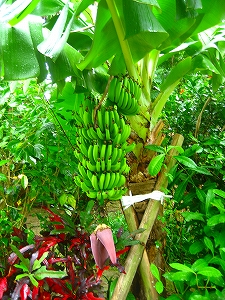 中庭のバナナ