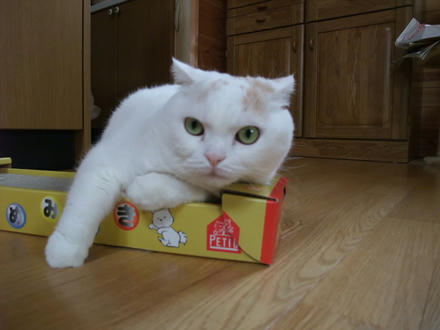 2008_1015chokomomo0017.JPG
