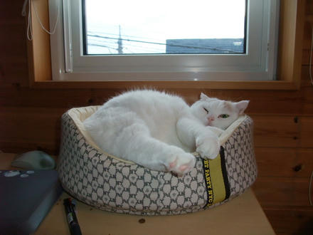 2008_1225chokomomo0010.JPG