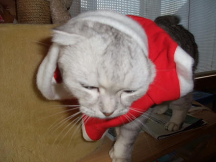 2008_1225chokomomo0011.JPG