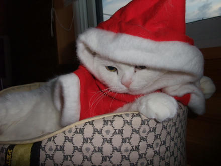 2008_1225chokomomo0012.JPG