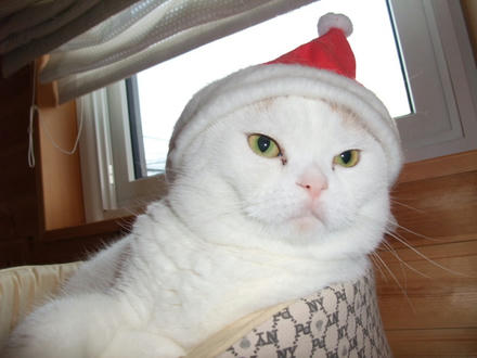 2008_1225chokomomo0014.JPG