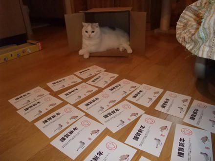 2008_1231chokomomo0006.JPG