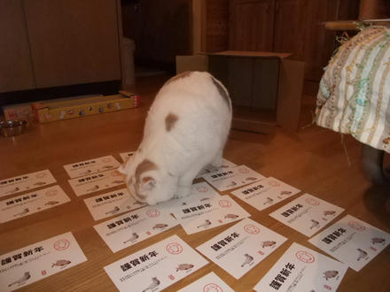 2008_1231chokomomo0007.JPG