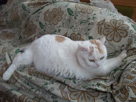 2009_0116chokomomo0006.JPG